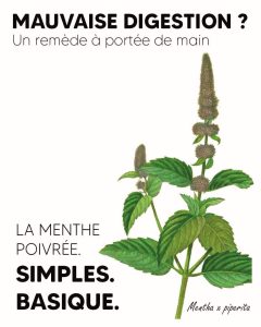 262 – Menthe poivrée