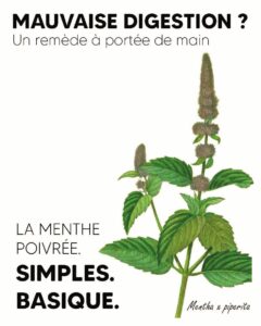 La menthe poivrée. Simples. Basiques.
